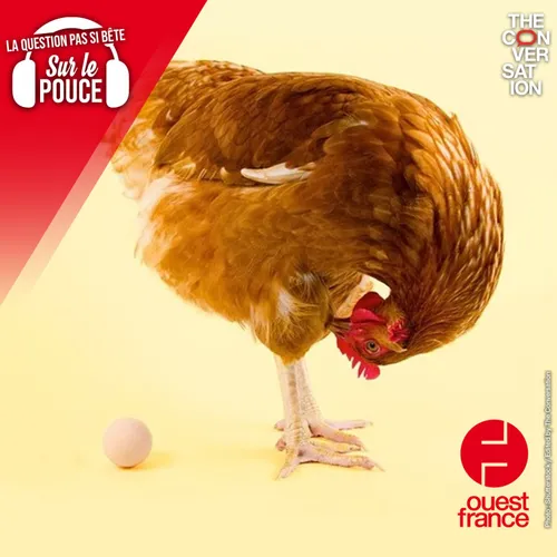 8 novembre 2023 - Qui est apparu en premier ? L'œuf ou la poule ?