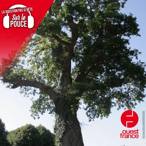 Pourquoi les arbres vivent-ils si longtemps ?