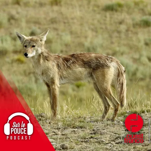 6 octobre 2022 - Il capture un coyote... dans une école ! - Sur le...
