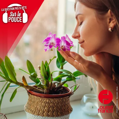 Pourquoi les fleurs ont-elles une odeur ?