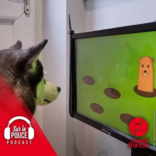 30 novembre 2022 - Les chiens auront bientôt leurs jeux vidéo