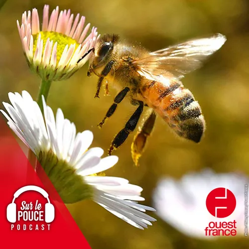 21 juin 2022 - Ils trouvent 6 000 abeilles dans le mur de leur maison