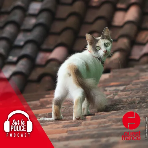 11 juillet 2023 - L'Australie veut éradiquer six millions de chats...