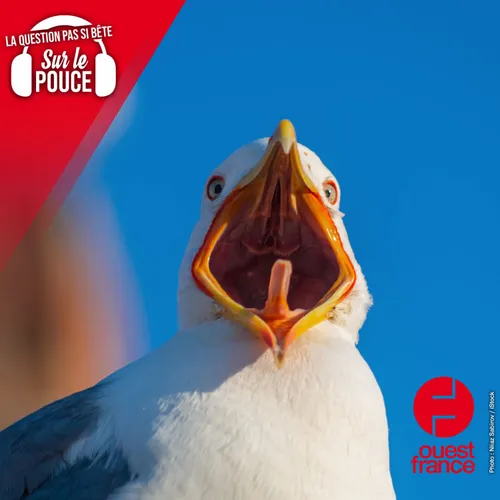 Pourquoi les oiseaux tirent la langue quand il fait chaud ?