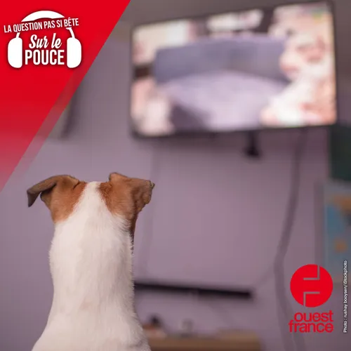 Les chiens regardent-ils vraiment la télévision ?