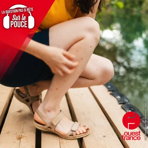 Pourquoi c’est toujours moi que les moustiques viennent piquer ?