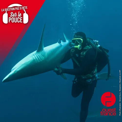 Pourquoi les requins se figent-ils quand on les tourne sur le dos ?