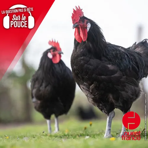 Peut-on avoir un poulailler si on habite en ville ?