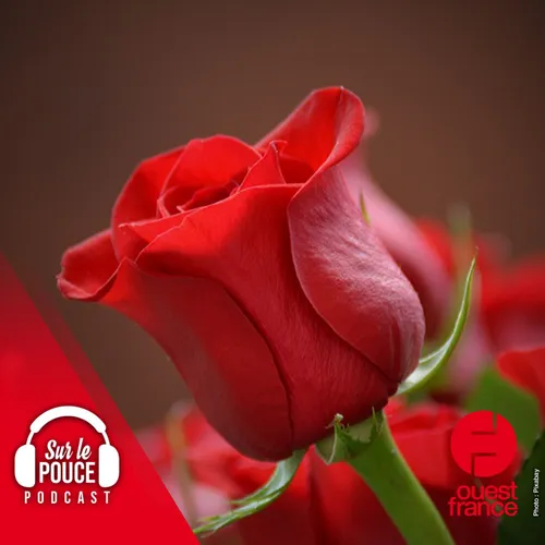 23 août 2023 - Elle traverse un aéroport avec une rose et se prend...