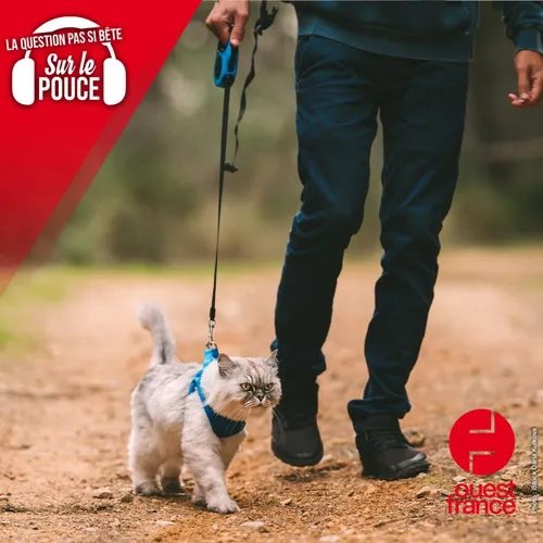 Pourquoi les chats n’aiment pas être promenés en laisse ?