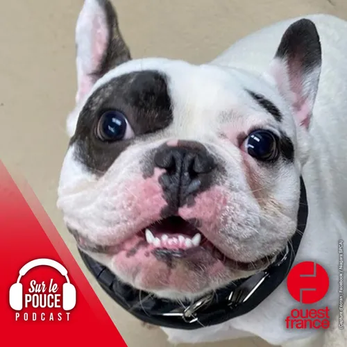 20 février 2023 - Ralphie, le petit chien qui sème la terreur