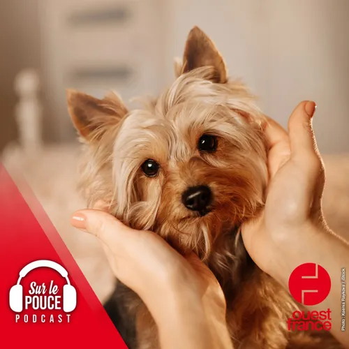 14 avril 2023 - Voici pourquoi les petits chiens vivent plus vieux