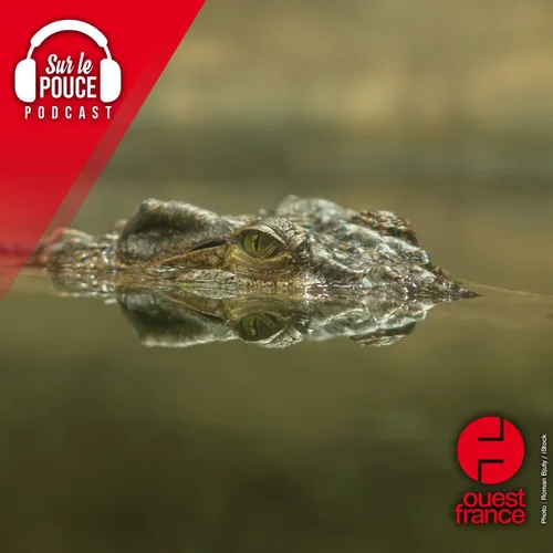3 octobre 2023 - Des crocodiles épargnent un chien