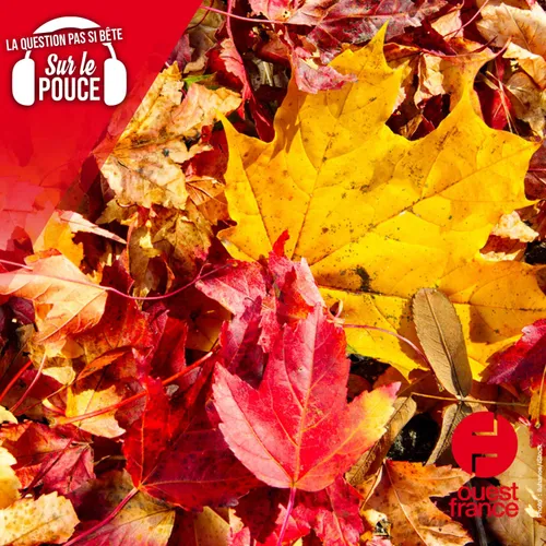 Pourquoi les feuilles sont-elles rouges en automne ?