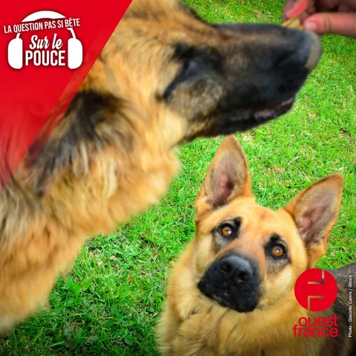 Les chiens ont-ils des sentiments ?