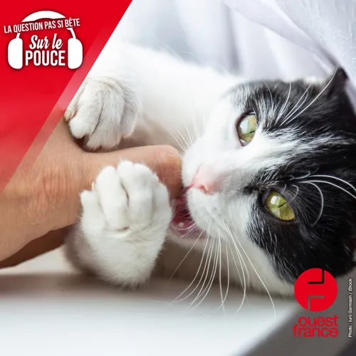 Pourquoi les chats nous mordent-ils en plein milieu d'une séance de...