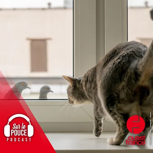 8 mars 2023 - Les chats sont confinés en Australie, voici pourquoi