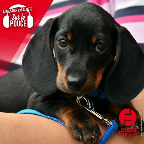 Pourquoi choisit-on le nom de son animal en fonction d'une lettre...