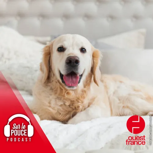 21 août 2023 - A deux semaines de leur mariage à l'étranger, leur...