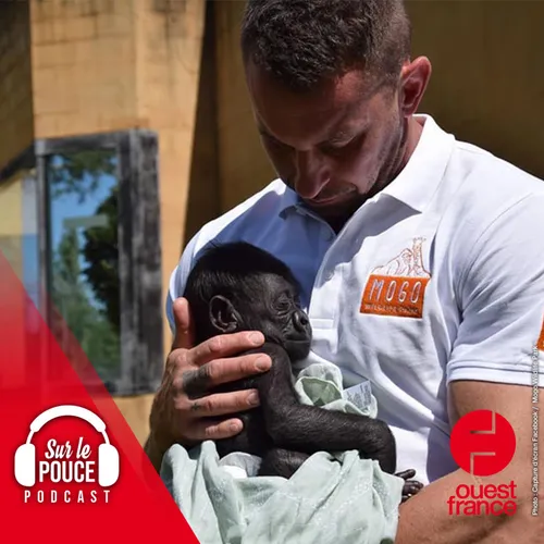 31 août 2023 - Un directeur de zoo sauve un bébé gorille et l'élève...