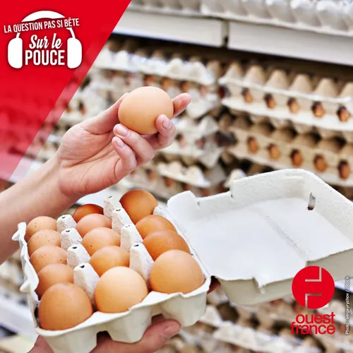 Pourquoi ne mange-t-on pas d'oeufs de dinde ?