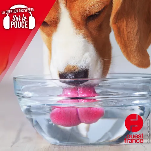 Pourquoi les chiens ne boivent-ils pas proprement ?