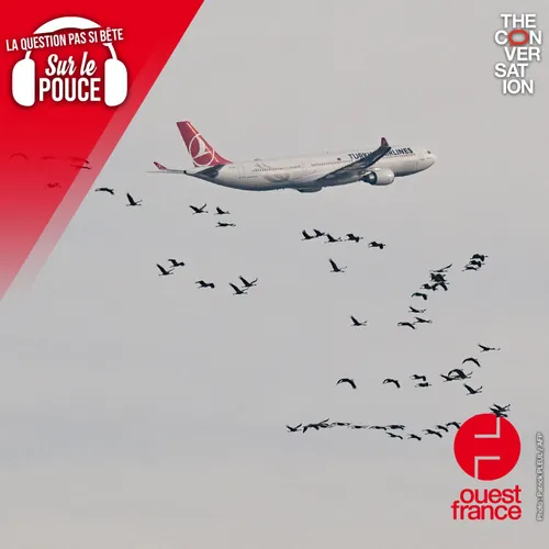 Que se passe-t-il quand un avion percute un oiseau ?