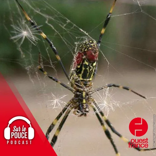 10 mars 2022 - Les Etats-Unis redoutent une invasion d'araignées