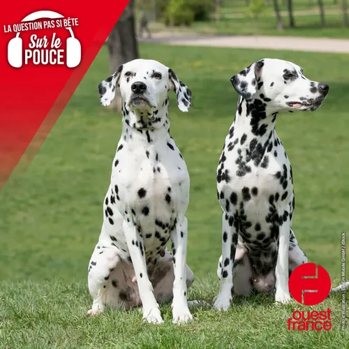 D'où viennent les tâches des dalmatiens ?