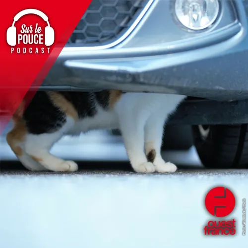 27 septembre 2023 - il sauve un chaton piégé dans son moteur et lui...