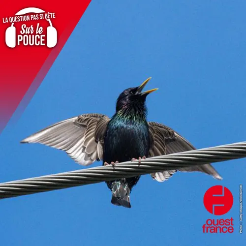 Pourquoi les oiseaux ne s'électrocutent-ils pas lorsqu'ils se...