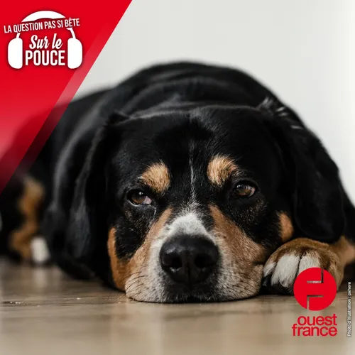 Pourquoi certains animaux ont-ils une troisième paupière ?