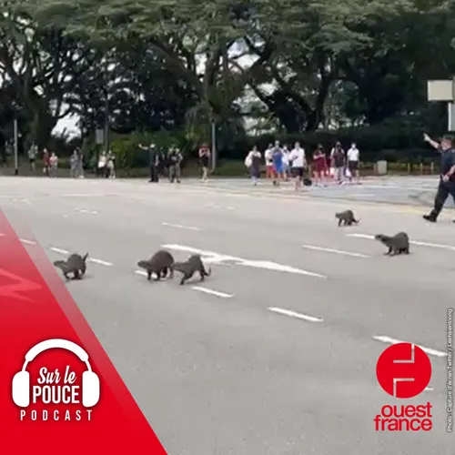 15 mars 2022 - Des loutres envahissent Singapour