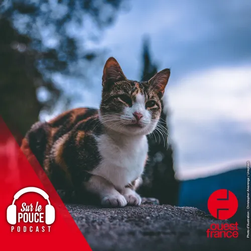 15 juin 2022 - Ces villes instaurent un couvre-feu pour les chats