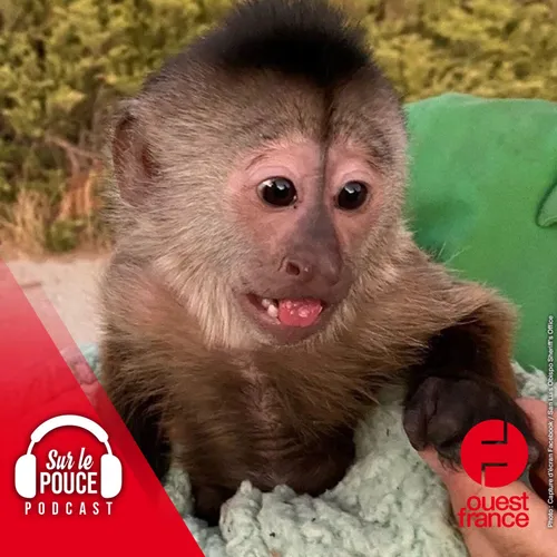 19 août 2022 - La police débarque au zoo après l'appel d'un singe