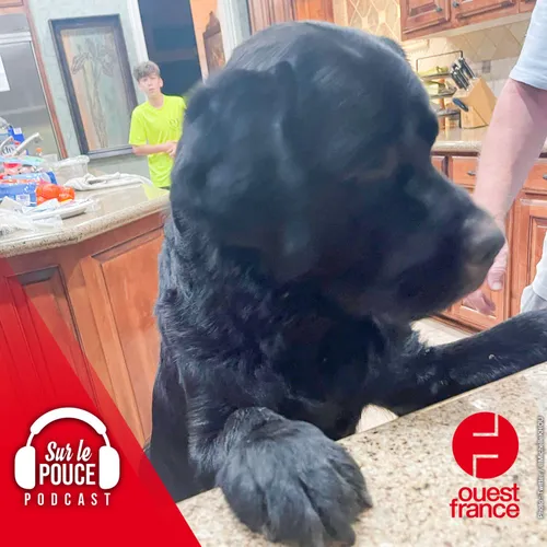 12 mai 2022 - Un labrador sauve sa maîtresse, disparue dans un parc