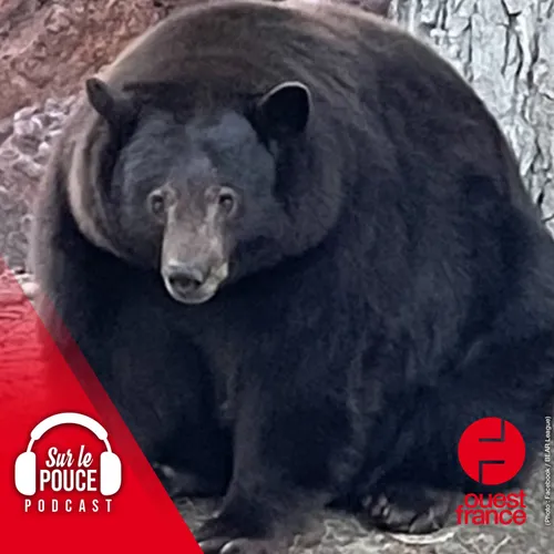 22 février 2022 - Hank le Tank, l'ours de 220 kg qui rentre dans...