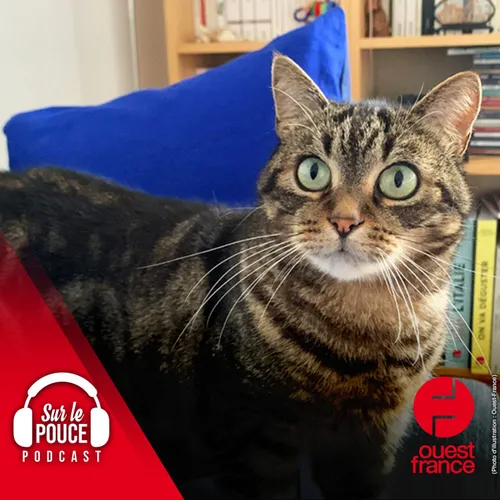 31 octobre 2022 - Les chats comprennent quand leur maître leur parle