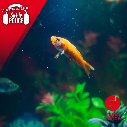 Est-ce que les poissons boivent de l'eau ?