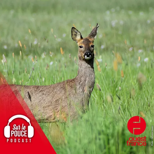 10 mai 2022 - Certains animaux sont ivres au printemps, voici pourquoi