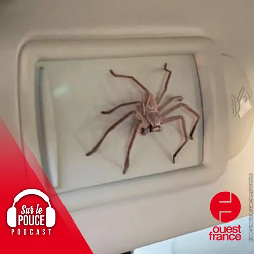 17 février 2022 - Il adopte une araignée géante trouvée dans sa...