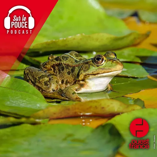 12 octobre 2023 - Pour éviter de s'accoupler, cette espèce de...