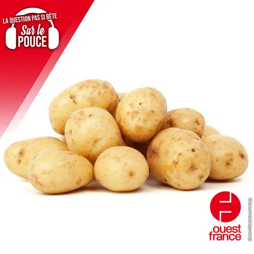 La pomme de terre est-elle un légume ?