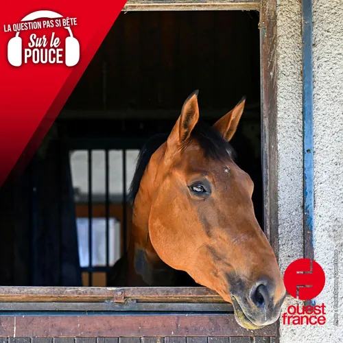 Pourquoi les chevaux ont-ils les yeux sur le côté de la tête ?