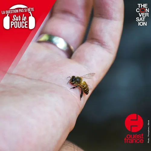 Les abeilles sont-elles conscientes qu’elles vont mourir si elles...