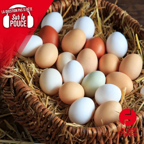 Pourquoi nos œufs n'ont-ils pas la même couleur qu'aux Etats-Unis ?