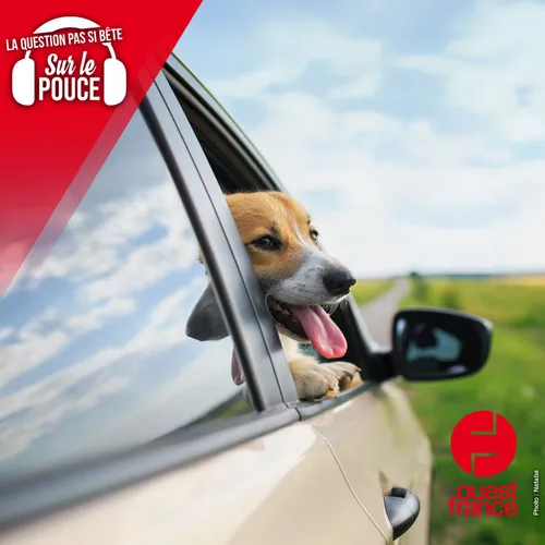 Pourquoi les chiens adorent passer la tête par la fenêtre de la...