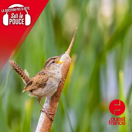 Pourquoi les oiseaux chantent-ils davantage en chœur le matin ?