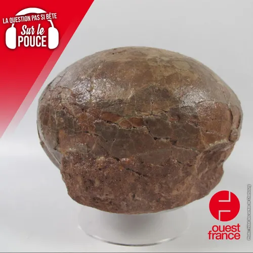 Peut-on acheter un œuf de dinosaure ?