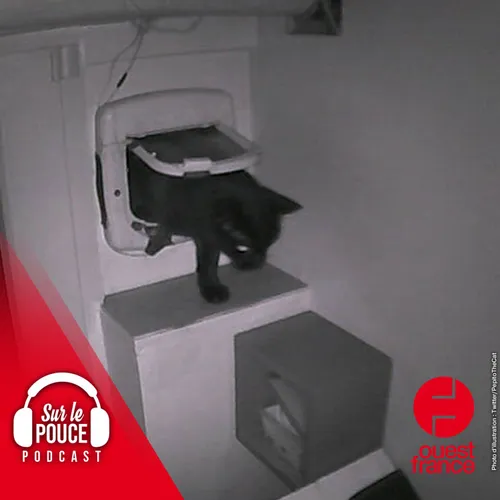 24 juillet 2023 - Pépito, ce chat français qui affole Twitter